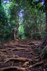 東京都八王子市の高尾山登山