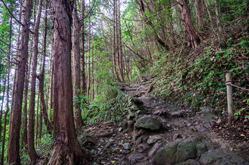 東京都八王子市の高尾山登山