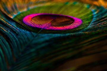 Fototapeta premium Beautiful bright, shiny, peacock feather closeup. Single feather isolated. 