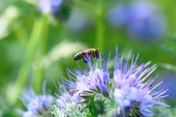 Bee and flower phacelia. Close up flying bee collecting pollen from phacelia on a sunny bright day....