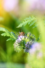Bee and flower phacelia. Close up of a large striped bee collecting pollen from phacelia on a Sunny bright day. Phacelia tanacetifolia (lacy). Summer and spring backgrounds