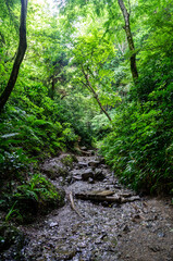 Obraz premium 東京都八王子市の高尾山登山
