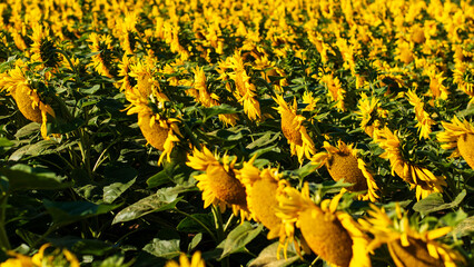 Panorama of sunflowers. Many sunflowers bloom in summer. - 520925243