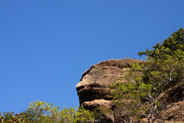 pine tree in the mountains