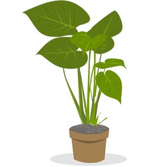 Botanic pot plant monstera 