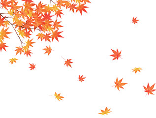赤く紅葉した美しい紅葉の葉のオシャレなベクターの白バック秋背景素材フレーム
 - obrazy, fototapety, plakaty