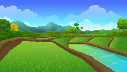The vast expanse of Paddy rice fields with Beautiful nature rural landscape