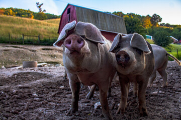 Pigs on the farm
