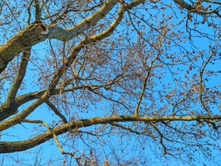 Red Berry Tree in Winter Afternoon