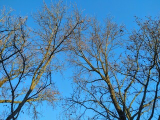 Robins Perching on Red Berry Tree in Winter Afternoon
