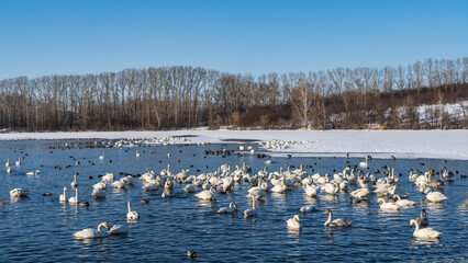 A large flock of white swans in a non-freezing lake. Ripples and reflections on blue water. A group of birds is resting on a snowy shore. Bare trees against the blue sky. Altai. Lake Svetloye