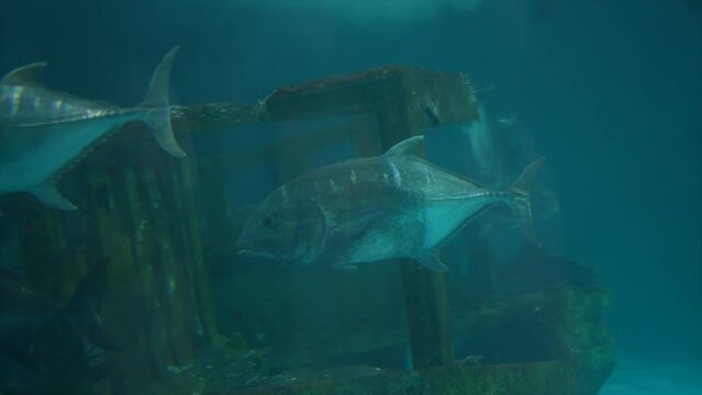 Footage Underwater video of tuna swimming in groups