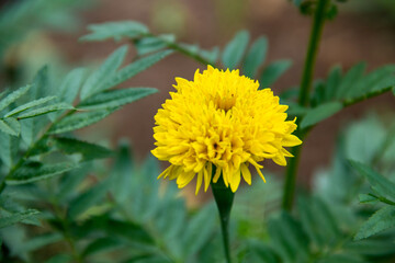 Chaenactis glabriusculum flower background growing in the garden