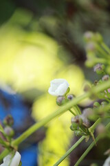 drop on a flower