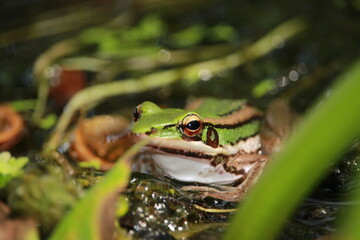 frog in the grass