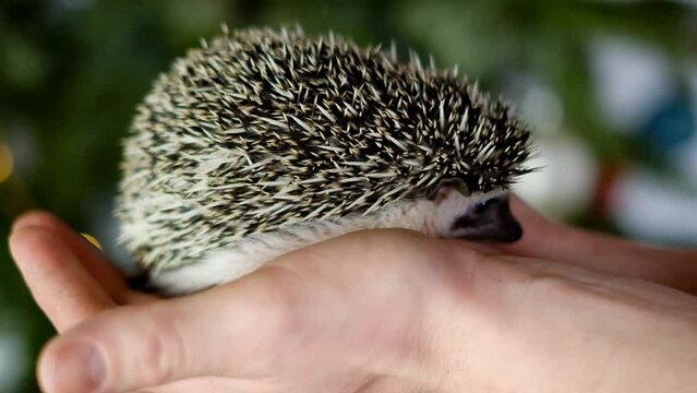 Baby hedgehog. Hedgehog and man. Communication with pets. prickly pet.African pygmy hedgehog in male palms. 4k footage