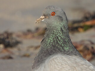 Common pigeon portrait