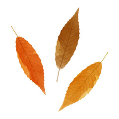 Vector watercolor illustration of autumn leaves isolated on background.