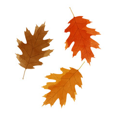 Vector watercolor illustration of autumn red oak leaves isolated on background.