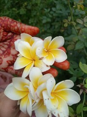 Obraz na płótnie Canvas Beautiful frangipani flower
