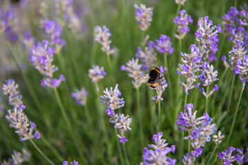 striped bumblebees and bees collect nectar and pollinate purple lavender flowers