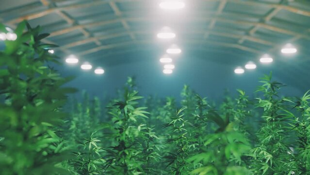 Cannabis hemp indoor farm, medical marijuana plants growing. Concept of marijuana farming, herb plantation, organic agriculture