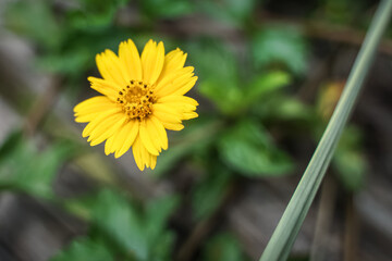 View  yellow Cosmos flower on blurred green leaf background under sunlight with concept.