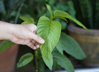 Man's hand holding Kratom or Mitragyna Speciosa This Plant is Herbal Medicine in Asia.
