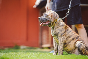 American Pit Bull Terrier puppy sitting comfortably on the grass with his owner.