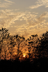 Silhouette of trees with sunset light.