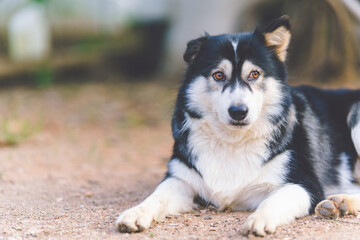 Siberian mix puppies lie comfortably on the floor.