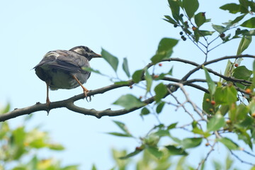 starling on a branch