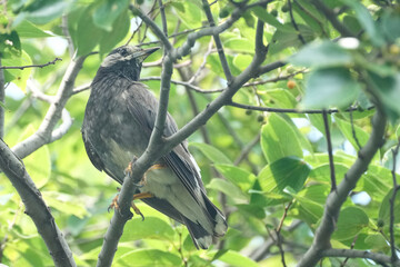 starling on a branch