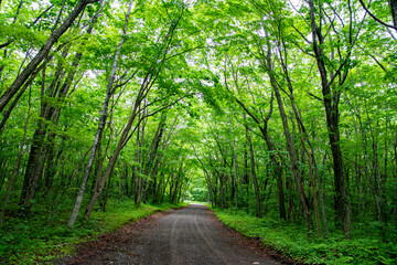 Obraz premium 緑が美しい林道