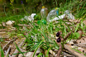 Early Spider Orchid // Frühblühende Busen-Ragwurz (Ophrys mammosa) - Peloponnese, Greece