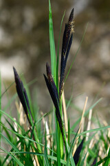 Schlank-Segge // Acute sedge, slender tufted-sedge (Carex acuta) - Peloponnes, Griechenland