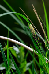 Acute sedge, slender tufted-sedge // Schlank-Segge (Carex acuta) - Peloponnese, Greece