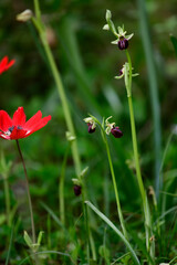 Early Spider Orchid // Frühblühende Busen-Ragwurz (Ophrys mammosa) - Peloponnese, Greece