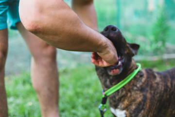 Bull Terrier bites a man's hand. Dog aggression. Selective focus