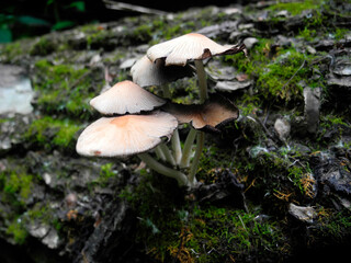 Common bonnet,  Mycena fungi