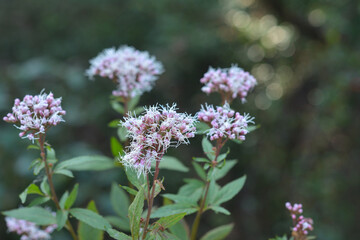 フジバカマ　秋の七草