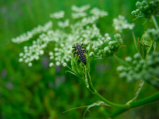 A larva of the seven-spot ladybird Coccinella septempunctata on a green plant