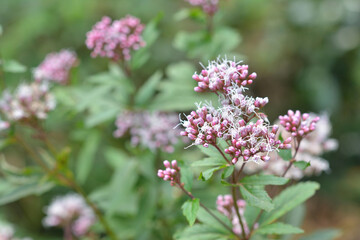 フジバカマ　秋の七草
