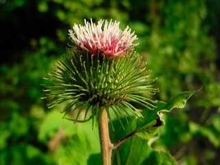 Canada thistle or field thistle Cirsium arvense, flovers