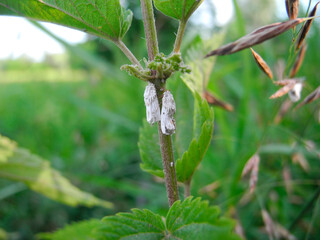 Fototapeta premium Orthezia urticae or Aphis urticae
