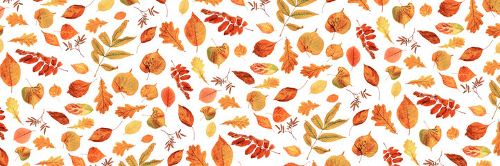 Obraz premium Banner made with natural autumn leaves on a white background, as a backdrop or texture. Fall wallpaper for your design. Top view Flat lay