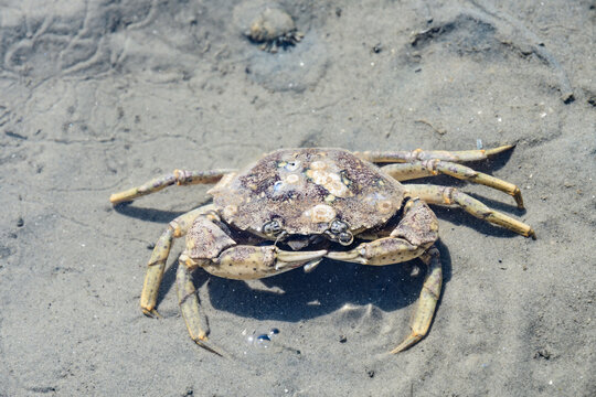 crab in the northern sea wattenmeer in germany