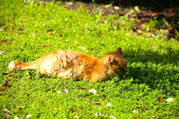 Fototapeta premium 野良猫