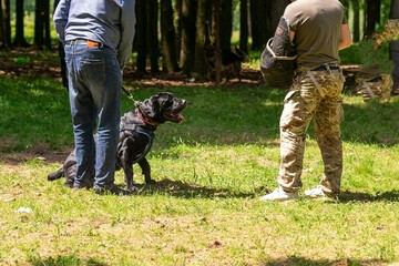 Cane Corso attacking dog handler during aggression training.