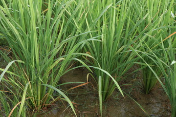 rice paddies in the fields